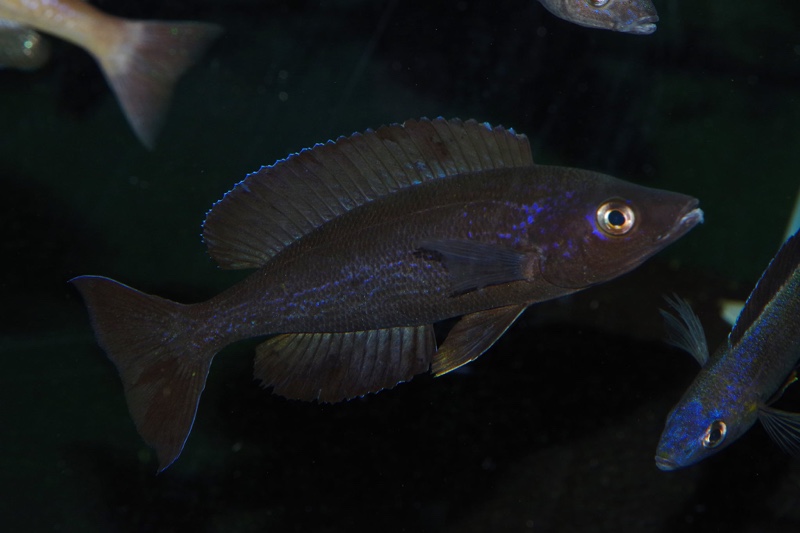 Cyprichromis microlepidotus 'Kiriza'